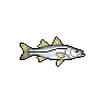 Robalo-flecha