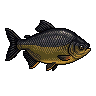 Tambaqui