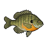 Blue-gill