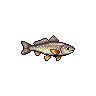 Corvina-do-mar