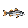 Robalo-riscado