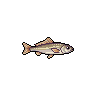 Corvina
