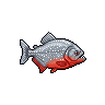 Piranha-vermelha