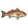 Corvina-ruiva