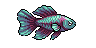 Carpa Aurora