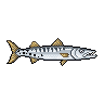 Barracuda