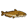 Jaú
